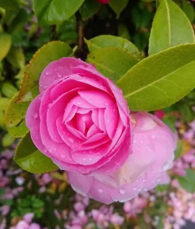別荘 Maison Familiale A 10 Min Du Mont Saint Michel ポントルソン