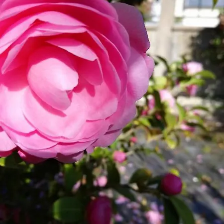 Maison Familiale A 10 Min Du Mont Saint Michel * ポントルソン