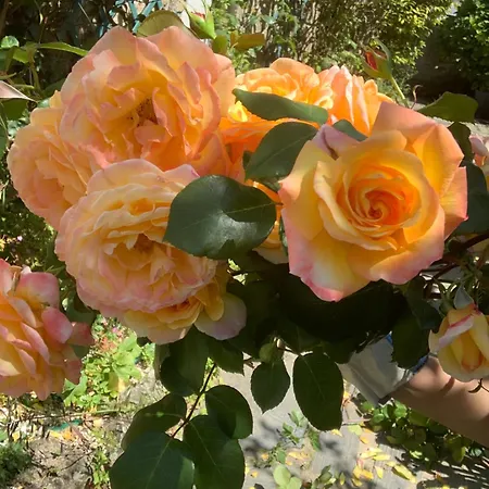 Maison Familiale A 10 Min Du Mont Saint Michel