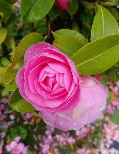 Сasa de vacaciones Maison Familiale A 10 Min Du Mont Saint Michel Pontorson