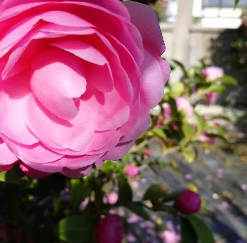 Maison Familiale A 10 Min Du Mont Saint Michel * Pontorson