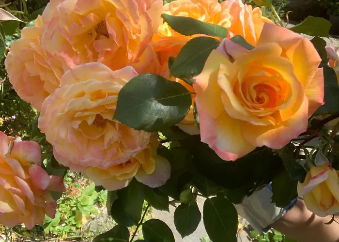 Maison Familiale A 10 Min Du Mont Saint Michel